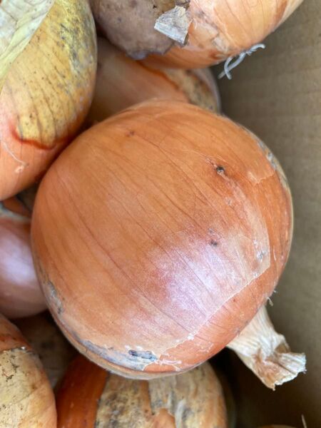 淡路島産玉ねぎ 10kg