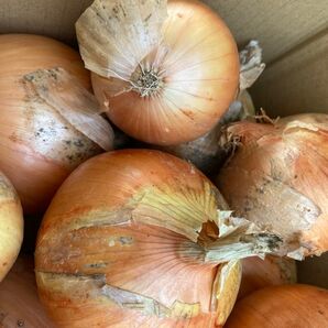 淡路島産玉ねぎ 10kg
