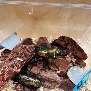 カブトムシ・クワガタ転倒防止チップ(小)400g