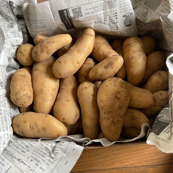 メークイン 新じゃがいも 5キロ 茨城産