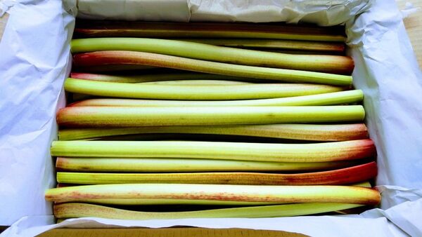 栽培発祥の地 ルバーブ 箱含め2kg 農薬不使用