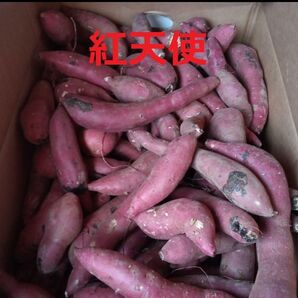 紅天使 約2キロ 芋屋のさつまいも