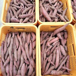 紅天使 約1キロ ほくほく山