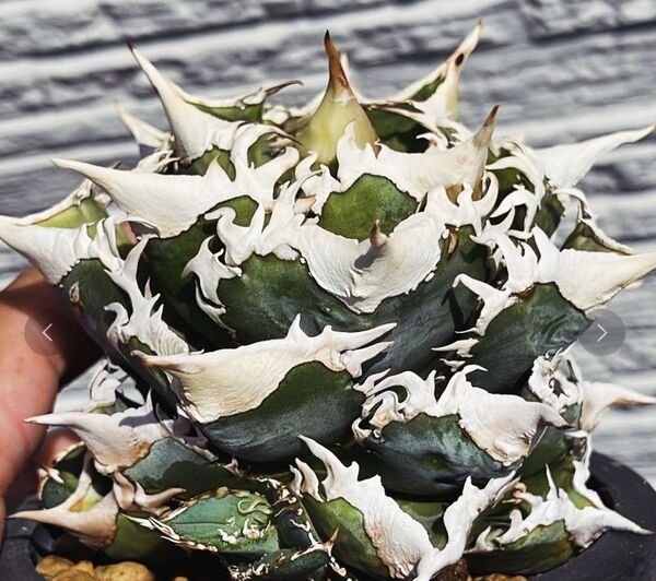 c28 多肉植物 アガベ チタノタ 台湾 ホホジロザ超レア種優良血統 子株