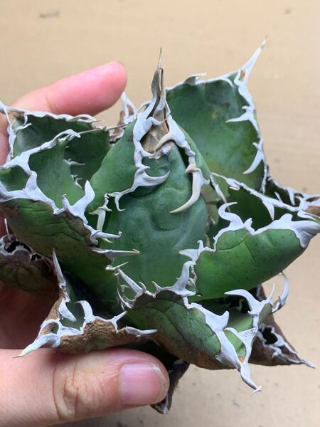 h48 多肉植物 アガベ チタノタ 悪魔くん BAKEMONO