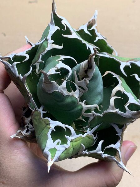 h46 多肉植物 アガベ チタノタ 悪魔くん BAKEMONO