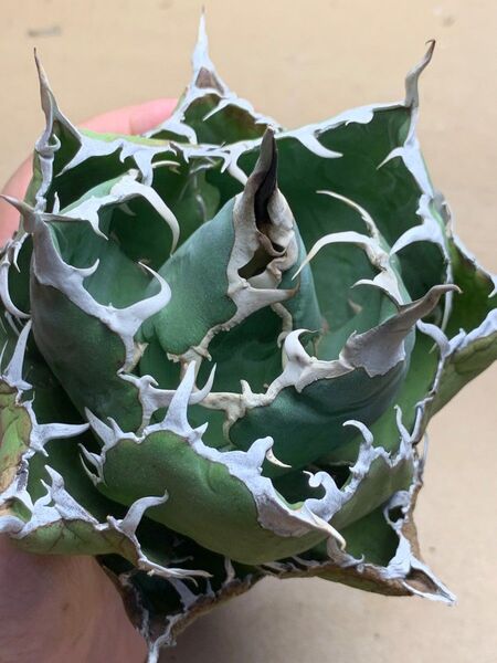 h52 多肉植物 アガベ チタノタ 悪魔くん BAKEMONO