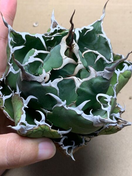 h53 多肉植物 アガベ チタノタ 悪魔くん BAKEMONO