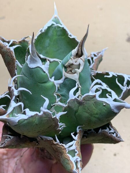 h54 多肉植物 アガベ チタノタ 悪魔くん BAKEMONO