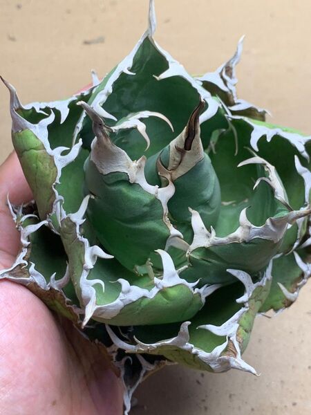 h56 多肉植物 アガベ チタノタ 悪魔くん BAKEMONO