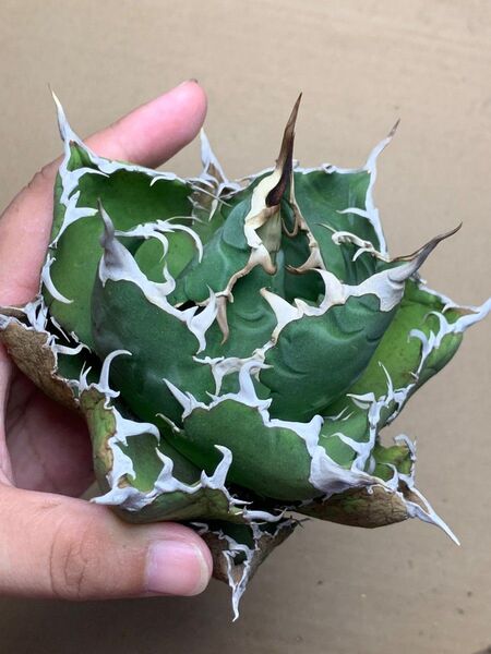 h113 多肉植物 アガベ チタノタ 悪魔くん BAKEMONO