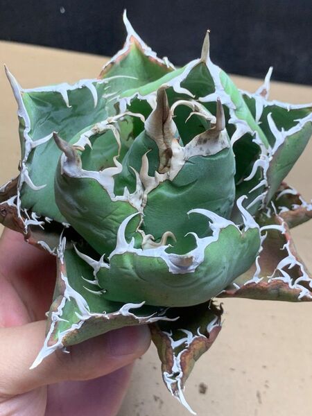 h127 多肉植物 アガベ チタノタ 悪魔くん BAKEMONO