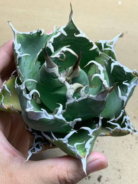 h129 多肉植物 アガベ チタノタ 悪魔くん BAKEMONO