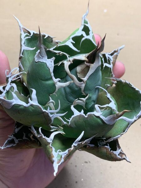 h134 多肉植物 アガベ チタノタ 悪魔くん BAKEMONO