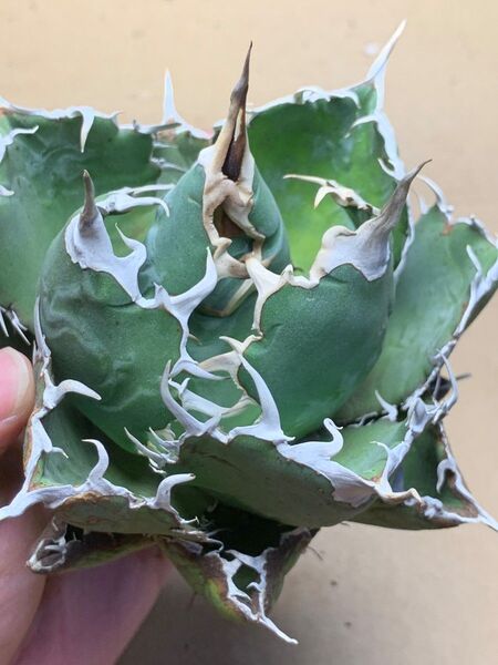 h135 多肉植物 アガベ チタノタ 悪魔くん BAKEMONO