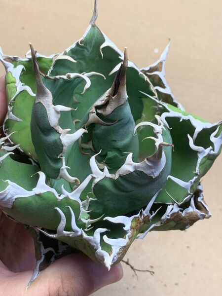 h138 多肉植物 アガベ チタノタ 悪魔くん BAKEMONO