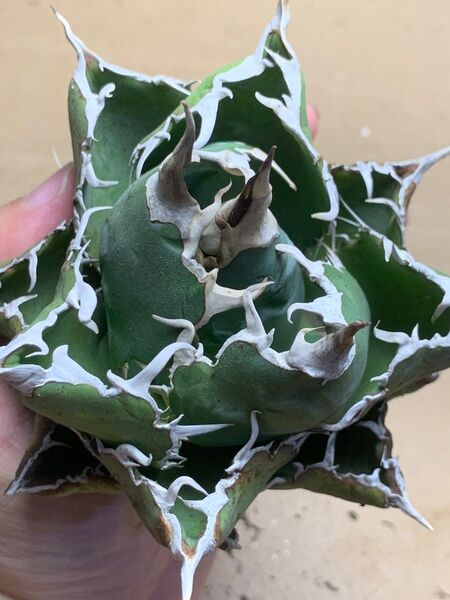 h139 多肉植物 アガベ チタノタ 悪魔くん BAKEMONO