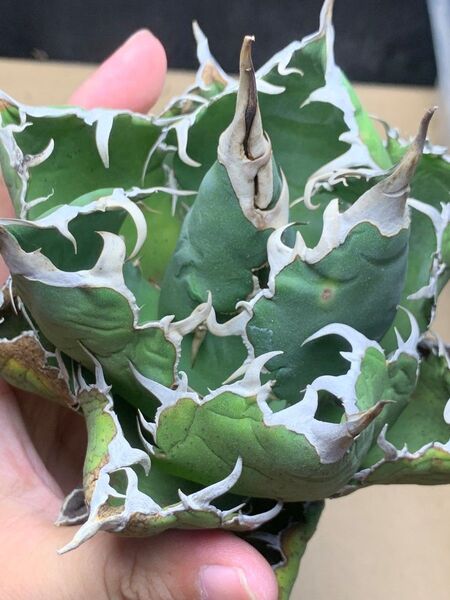 h140 多肉植物 アガベ チタノタ 悪魔くん BAKEMONO
