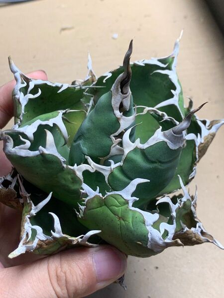 h207 多肉植物 アガベ チタノタ 悪魔くん BAKEMONO
