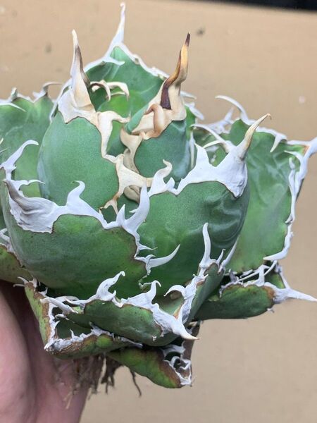 h94 多肉植物 アガベ チタノタ 悪魔くん BAKEMONO
