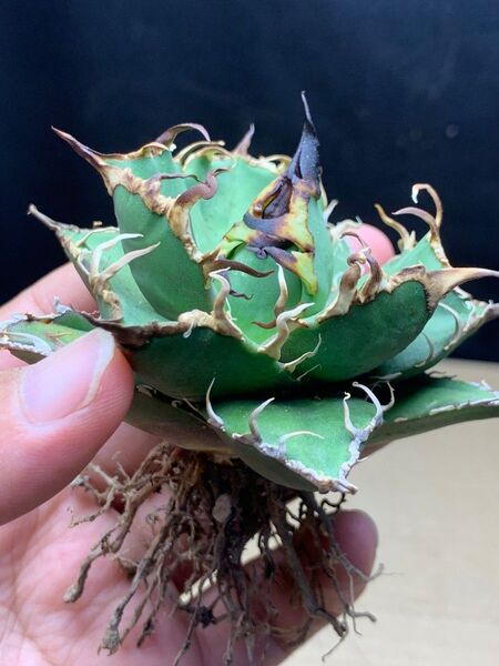 h77 LED栽培 多肉植物アガベ チタノタ 緑犀牛 強棘