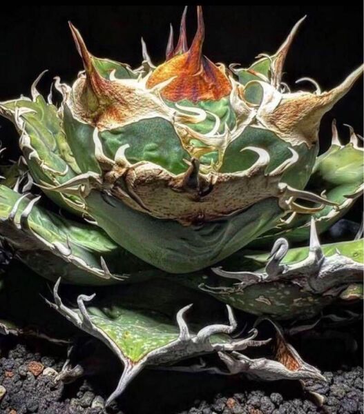 c49 多肉植物 アガベ チタノタ タランチュラ超レア種優良血統 子株