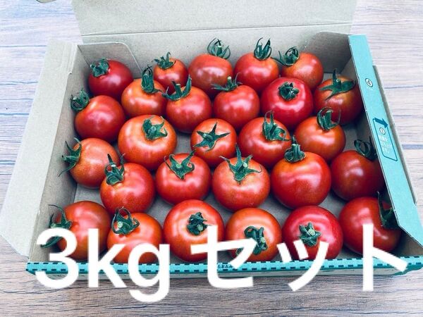 農家直送 ミディトマト 中玉トマト 3kg 品種フルティカ ハウス栽培 朝採り新鮮☆ 兵庫県産