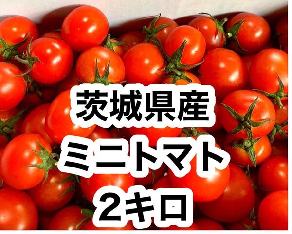 茨城県産 ミニトマト 2キロ
