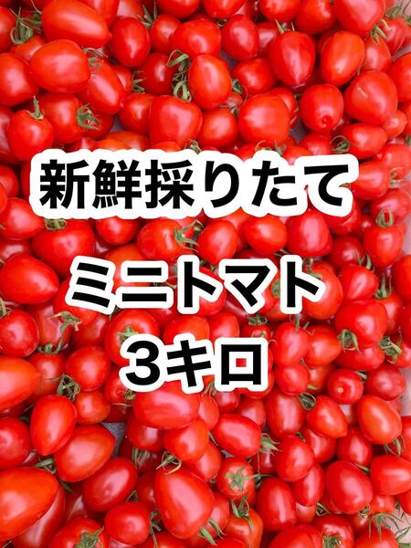 茨城県産ミニトマト3kg