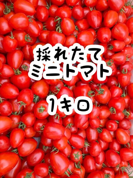 茨城県産 ミニトマト 1キロ