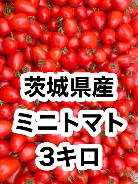 茨城県産 ミニトマト 3kg
