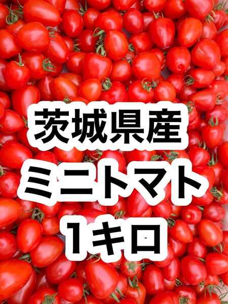 茨城県産 ミニトマト 1キロ