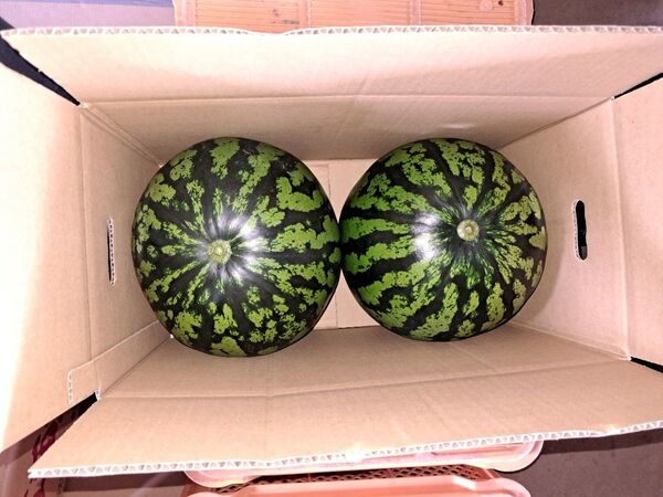 山形県産 すいか 羅皇ザ・スウィート Lサイズ 家庭用 2玉入り
