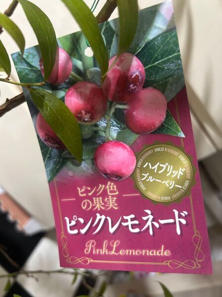 ピンクブルーベリーの苗木 大苗 実が付きピンクレモネード夏休み特別価格
