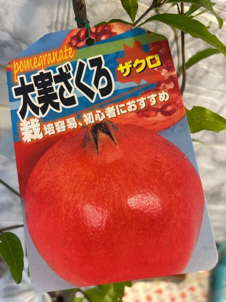 ざくろの苗木ざくろの苗木 果樹苗 大実ザクロ