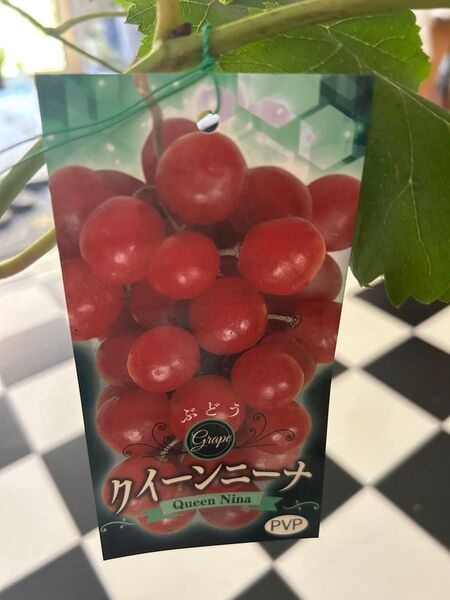 ぶどうの苗木 クイーンニーアの苗木7/20大粒今夏休み特別価格