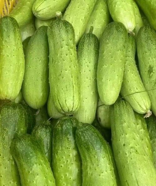 白きゅうり 二kg 胡瓜 新鮮野菜 旬の野菜