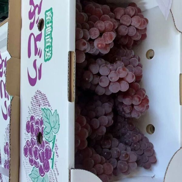 2ケース おまとめ ぶどう ( デラウェア ) 2kg 11~16房 フルーツ 果物 送料無料 東北 山形県 業務用 大家族用