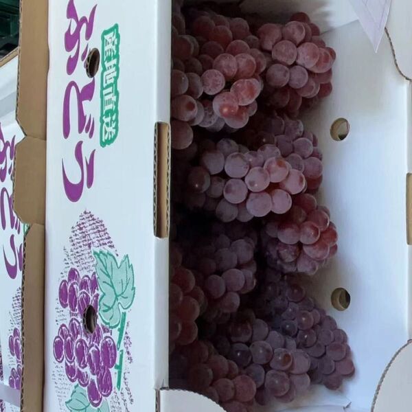 2ケース おまとめ ぶどう ( デラウェア ) 2kg 11~16房 フルーツ 果物 送料無料 東北 山形県 業務用 大家族用