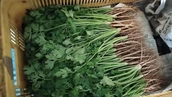 パクチー 香菜 3Kg 常温発送 業務用 野菜 飲食店向け 店舗向け パクチー大量