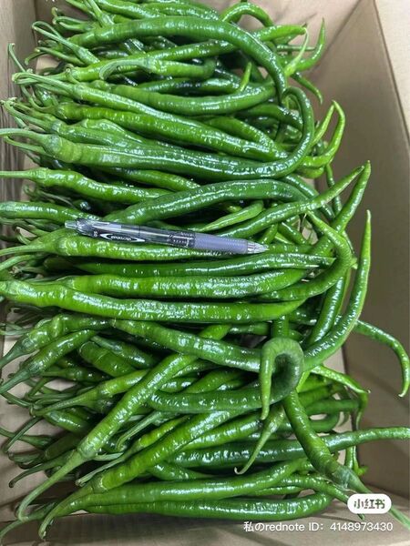 青唐辛子 3kg 茨城産、千葉産、青とうがらし 辛口 新鮮野菜 唐辛子 椒 長い唐辛子 激辛唐辛子 唐辛子盛り合わせ