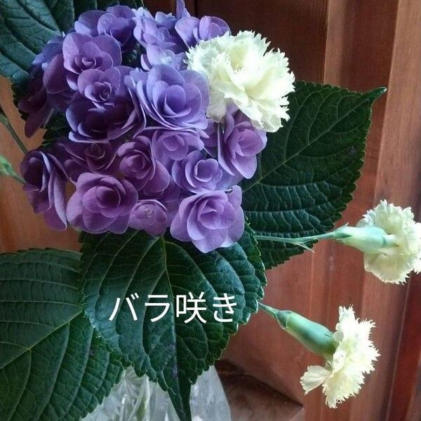 アジサイ 紫陽花バラ咲き 挿し穂