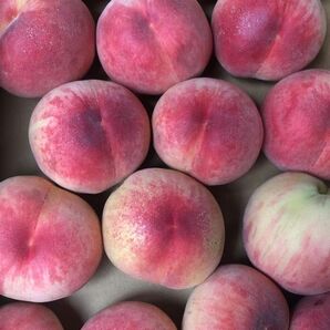 120.お買い得福島産 朝採り完熟桃 箱込み3kg訳あり家庭用 玉数お任せ常温便