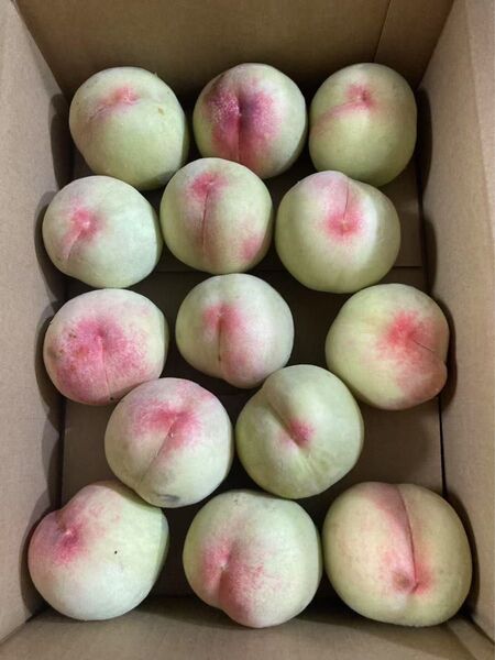 146.お買い得早勝ち季節限定福島県産若桃 硬い桃カリカリ11玉〜15玉前後箱込み3kg 常温発送