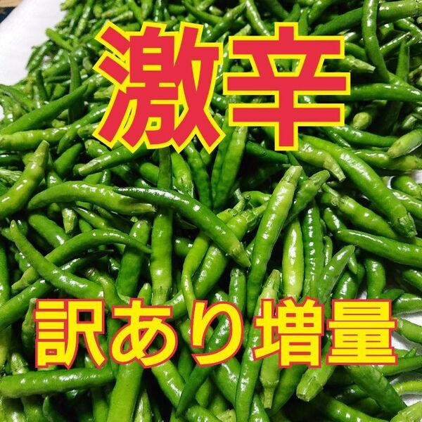 限定販売 訳あり増量 青唐辛子 激辛 農薬不使用