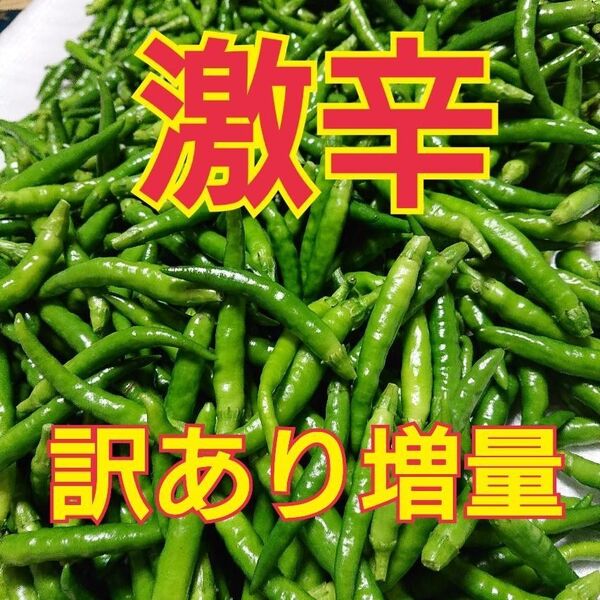限定販売 訳あり増量 青唐辛子 激辛 農薬不使用