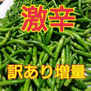 限定販売 訳あり増量 青唐辛子 激辛 農薬不使用