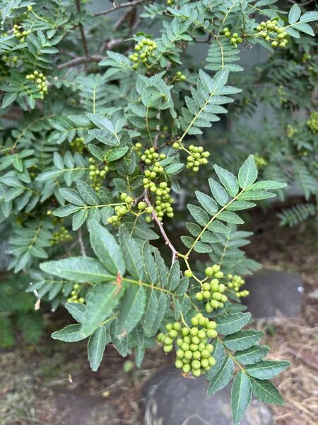 天然 山からの山椒 200g