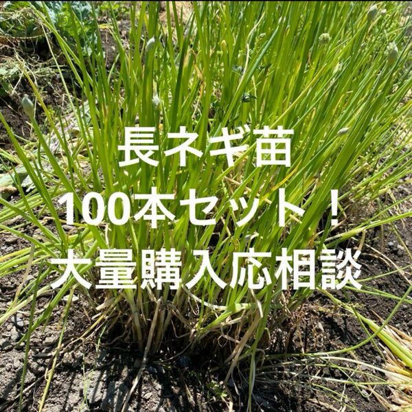残りわずか!京都大原で育った長ネギ苗100本セット! 農家直送 家庭菜園