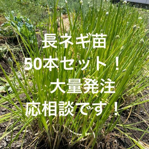 残りわずか!京都大原で育った長ネギ苗50本セット! 農家直送 家庭菜園
